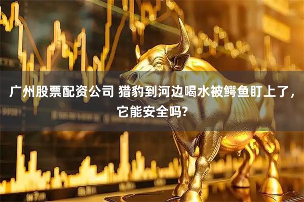 广州股票配资公司 猎豹到河边喝水被鳄鱼盯上了，它能安全吗?